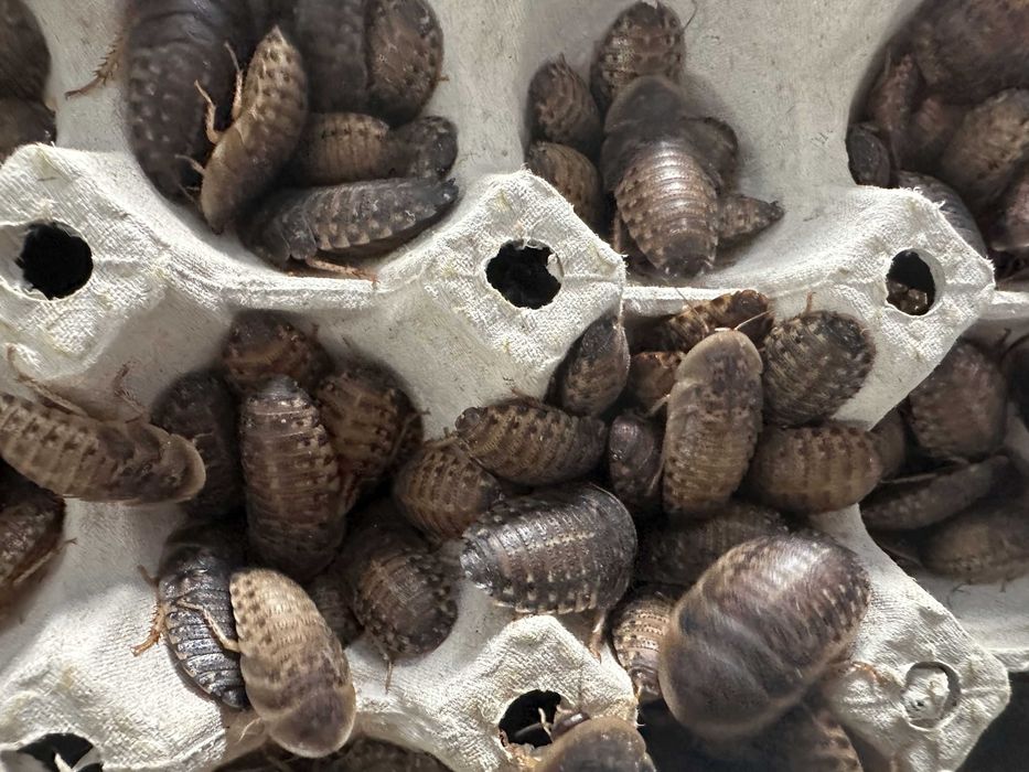 Karaczan argentyński dubia 3-4 cm 40 szt. karmówka pająk gekon agama