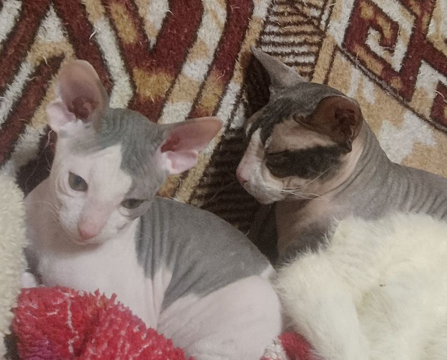 Котята Донського сфінкса.