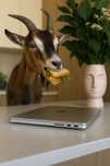 MacBook Pro 14” M4 | 16 GB RAM | 512 GB SSD | Silver