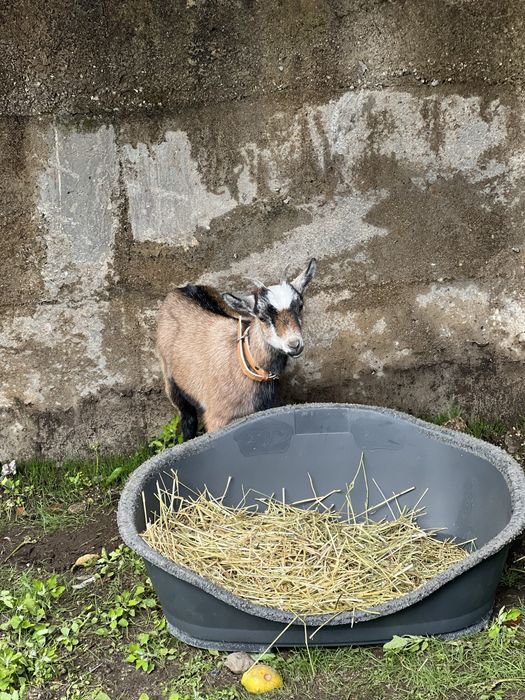 Cabra anã para aniaml de estimacao