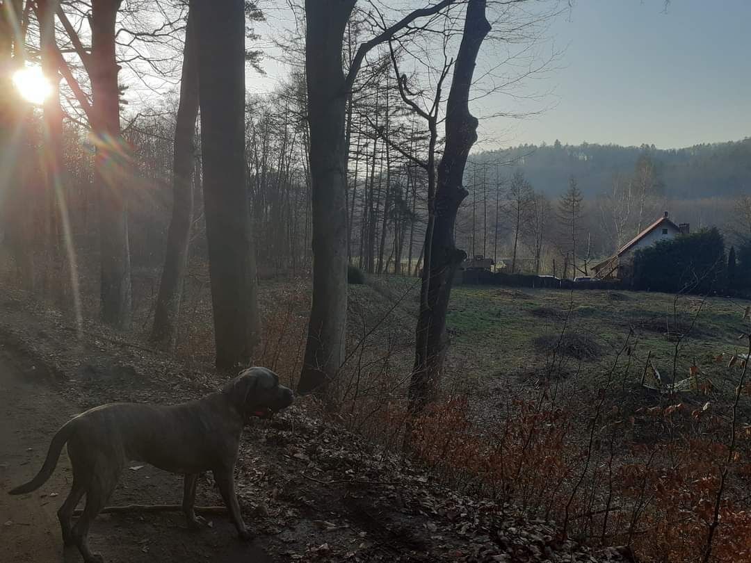 Oddam psa cane corso