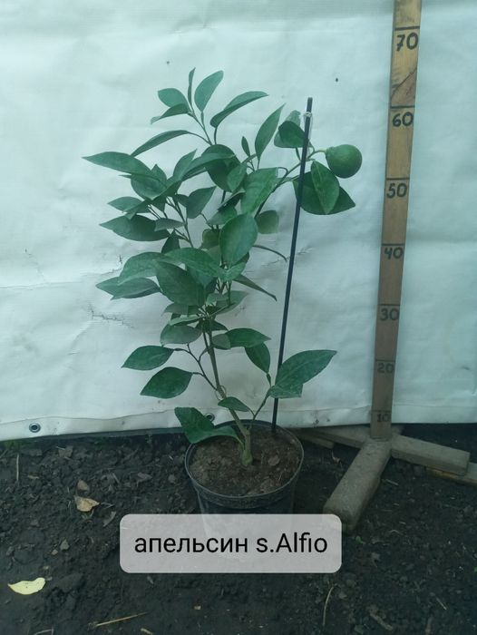 Солодкий цитрус з плодами