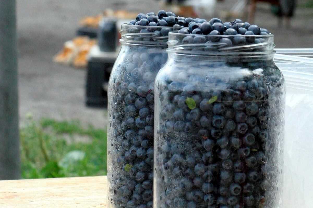 Jagody leśne z dostawą gratis
