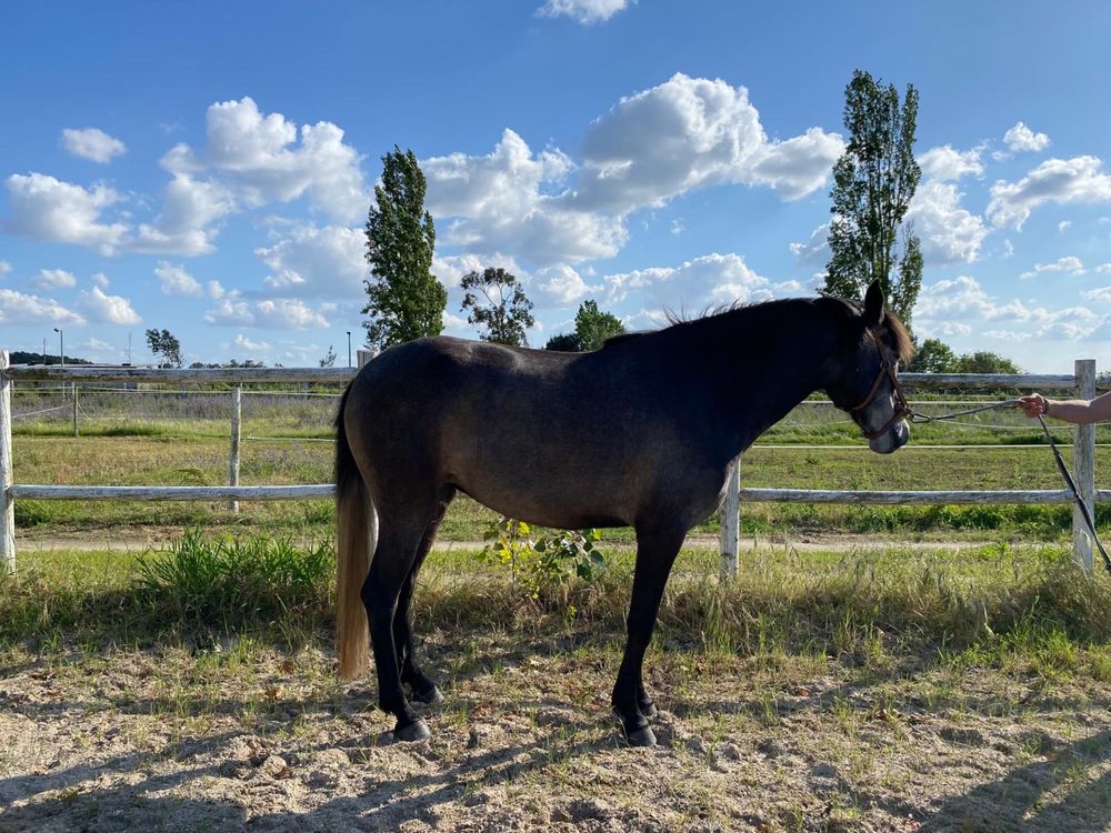 Poldra puro sangue Lusitano