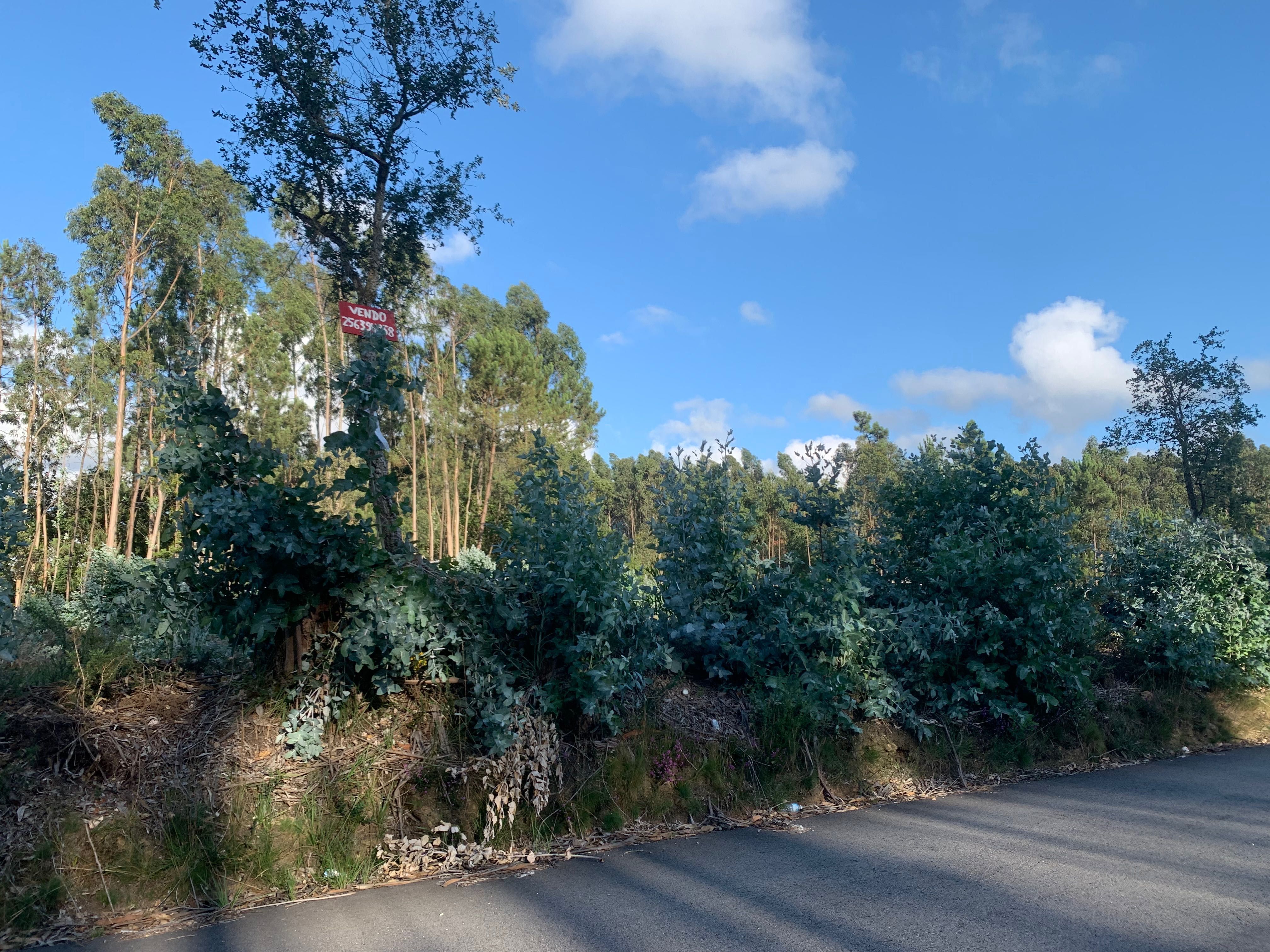 Terreno/pinhal para construção 3400m