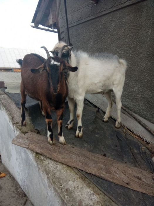 Продається козел