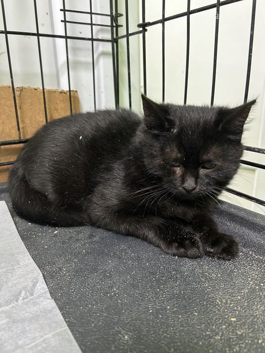 Кошенята котики шукають родини