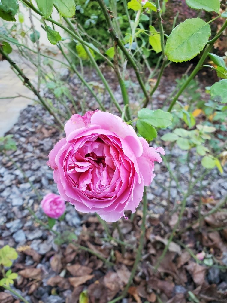 Роза  пятилетняя.