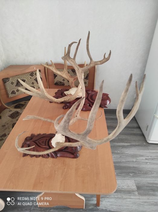 Продам роги оленя та лося.