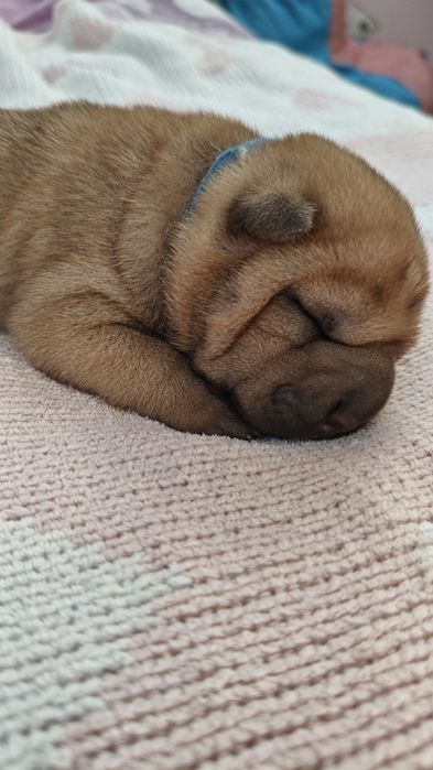 Szczeniak shar pei