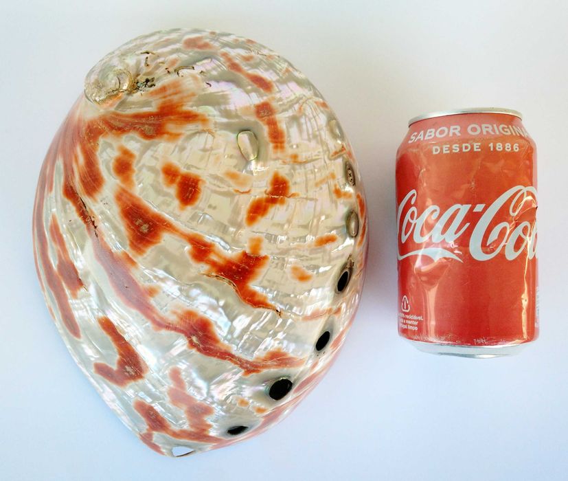 Concha natural Abalone Paua vintage