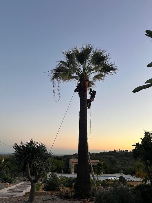 Arborismo avaliação e poda de árvores