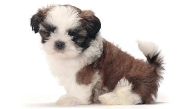 Shih-tzu qualidade