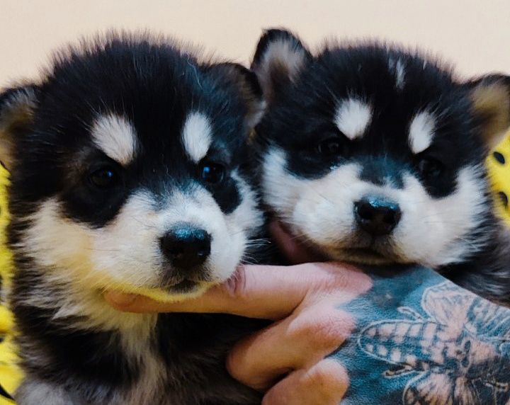 Красиві  дівчата та хлопчики- продам