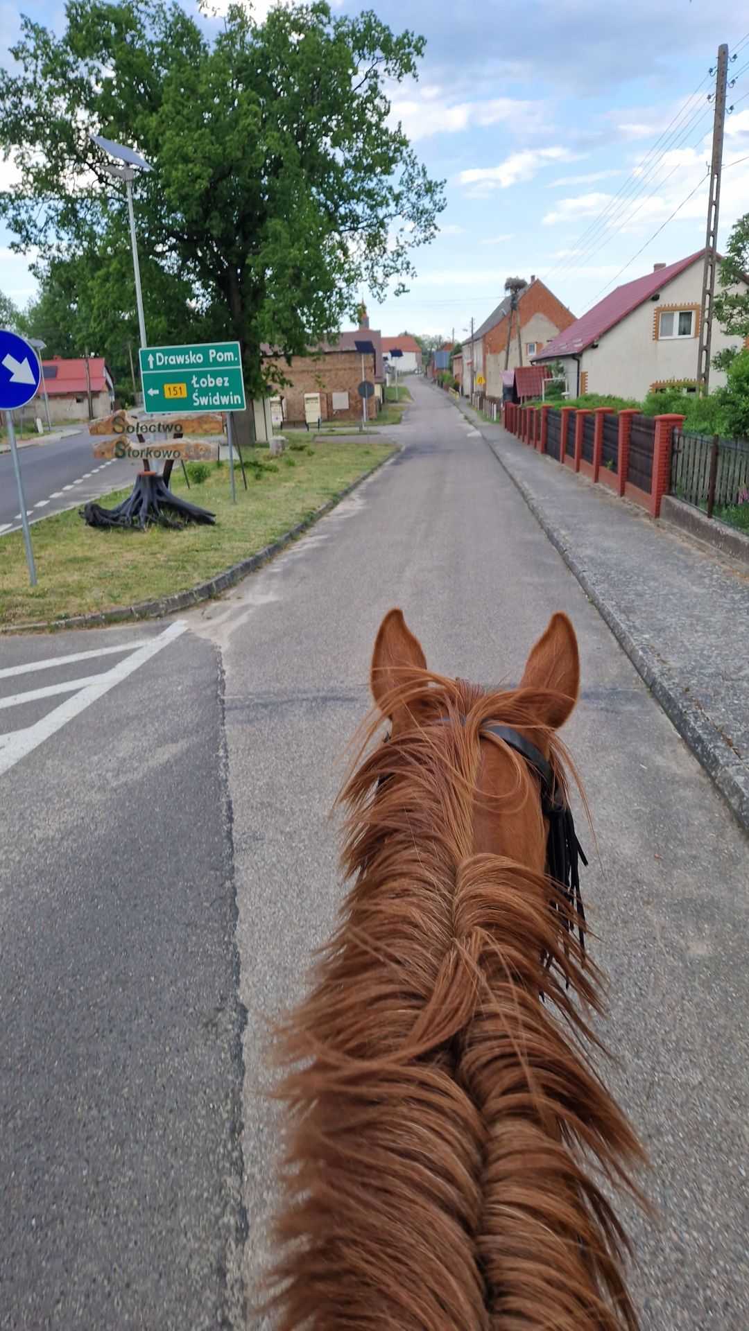 Klacz na sprzedaż
