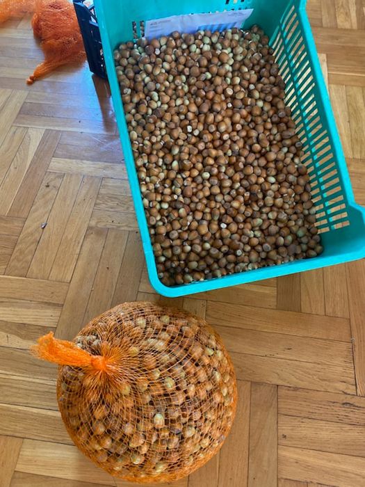 Orzechy laskowe zbiór 2025 - prosto z sadu. Worek 5 kg