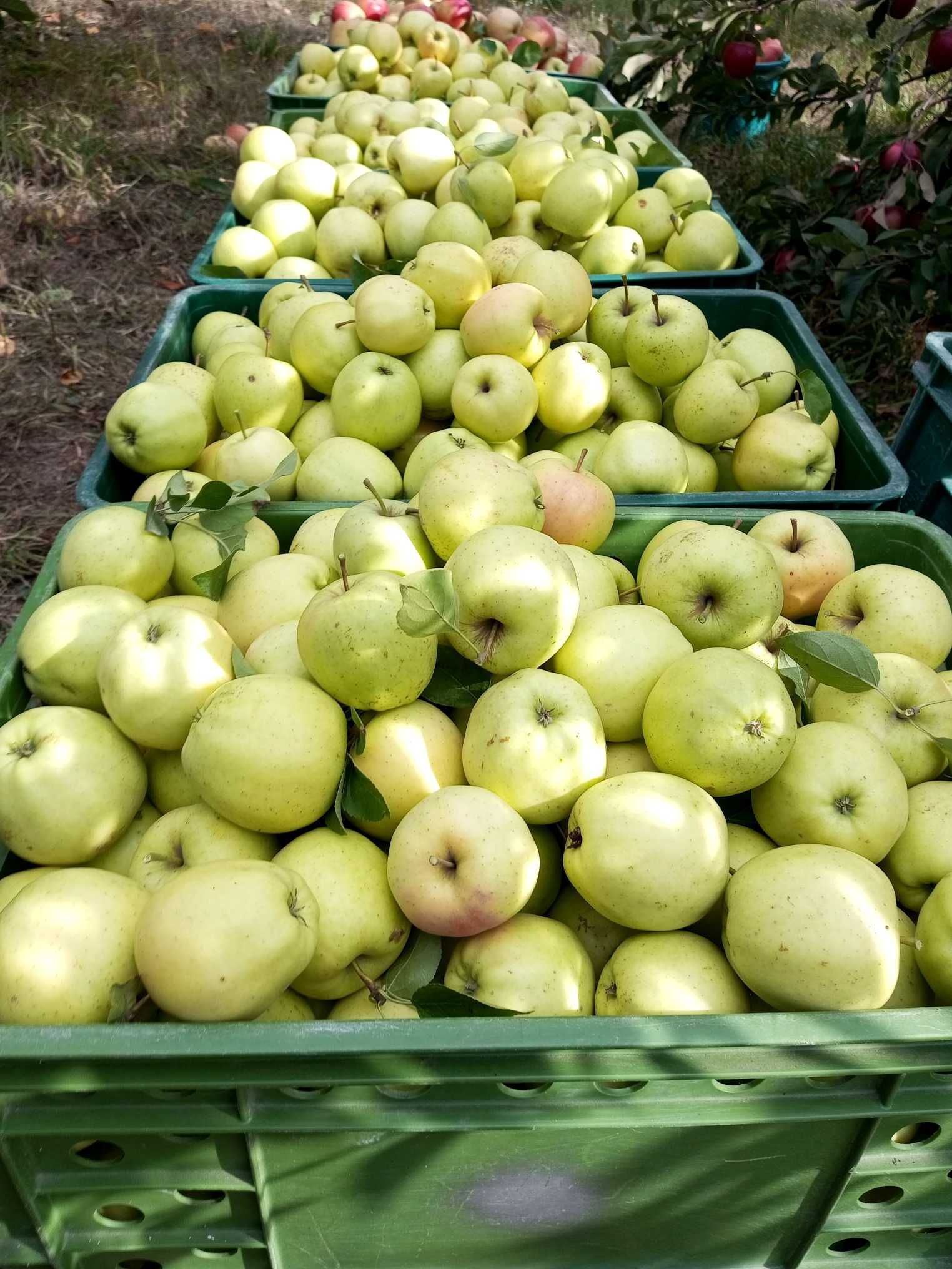 Яблука з власного саду