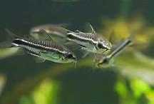 Kirysek Pigmej (Corydoras pygmaeus). Cetarius