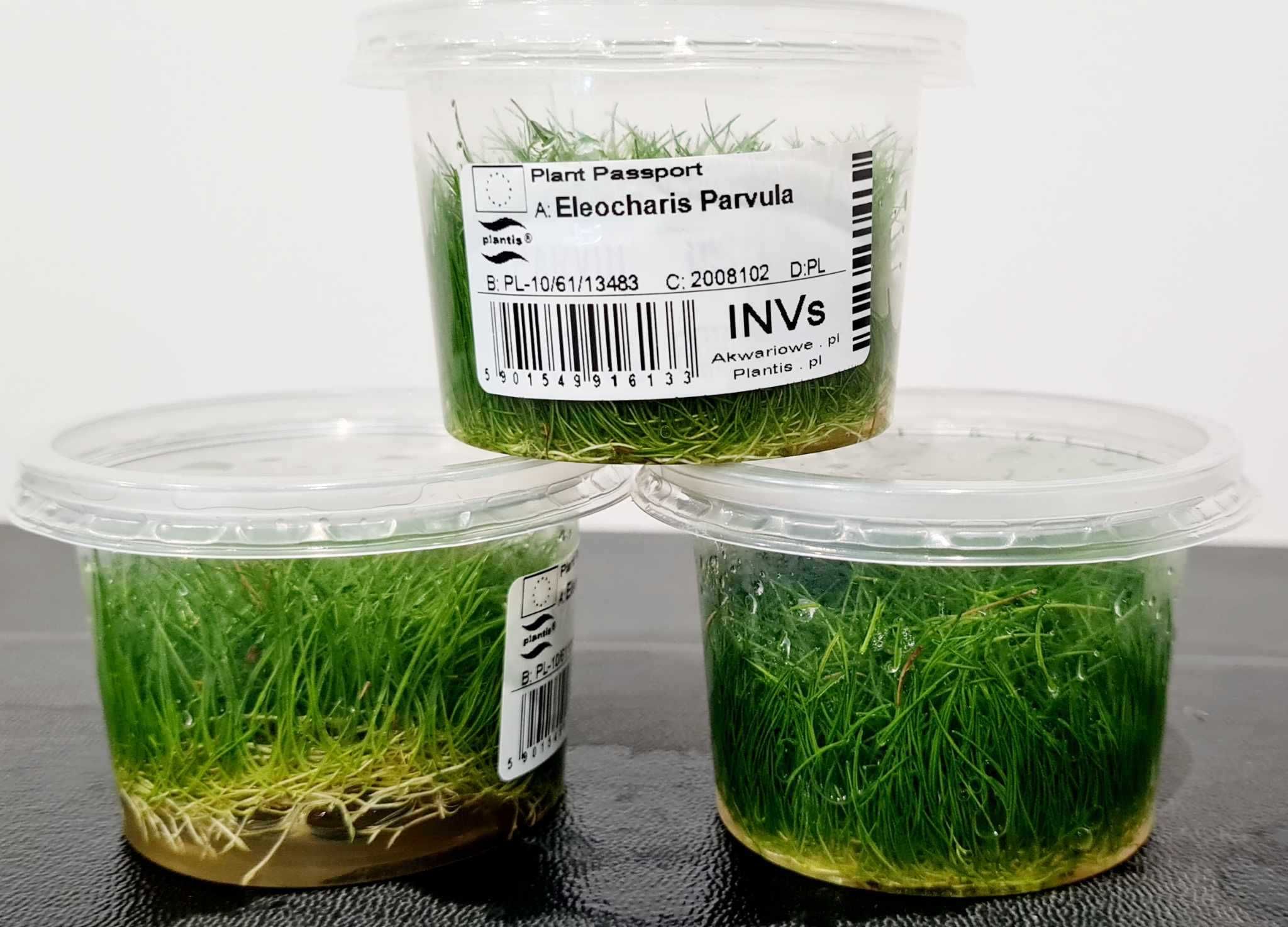 Roślina Eleocharis parvula Invitro PLANT {Świat Akwarysty}