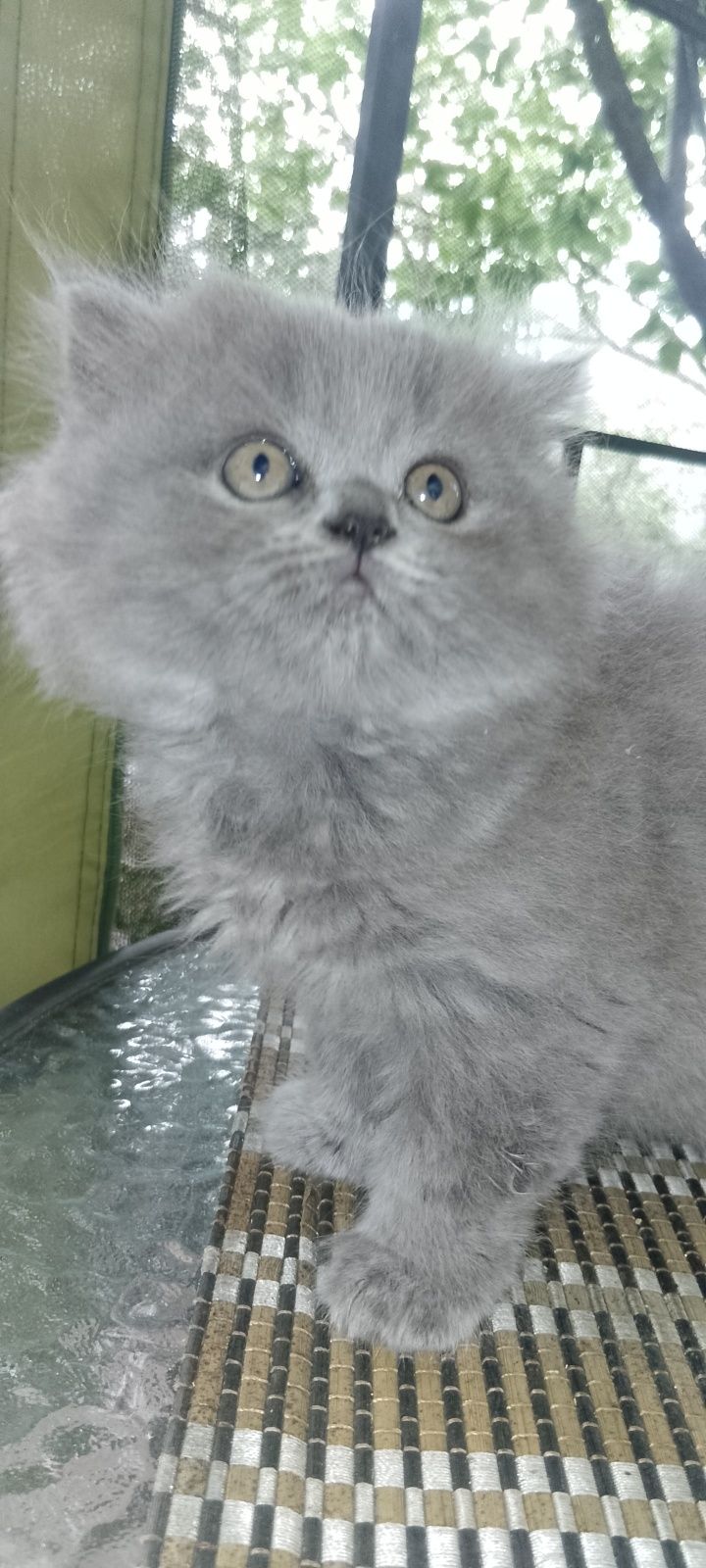 Кошечка  шотландская хайленд  страйт