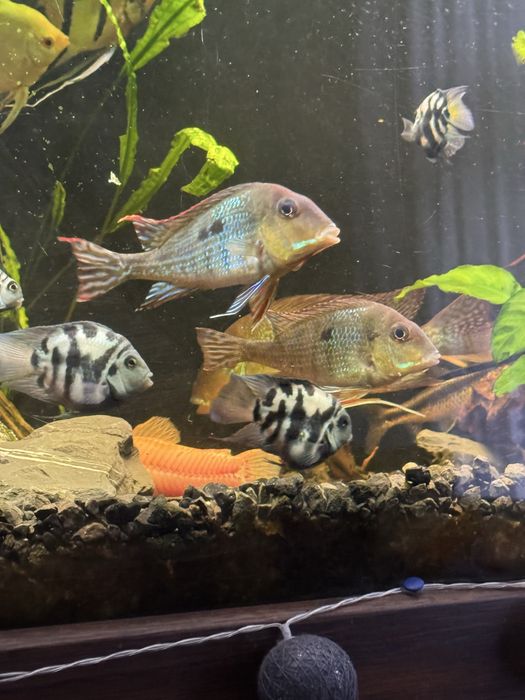 4 ziemiojady - okolo 10-12cm