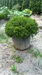 Hebe green globe