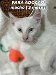 Gatinho 3 meses para adoção