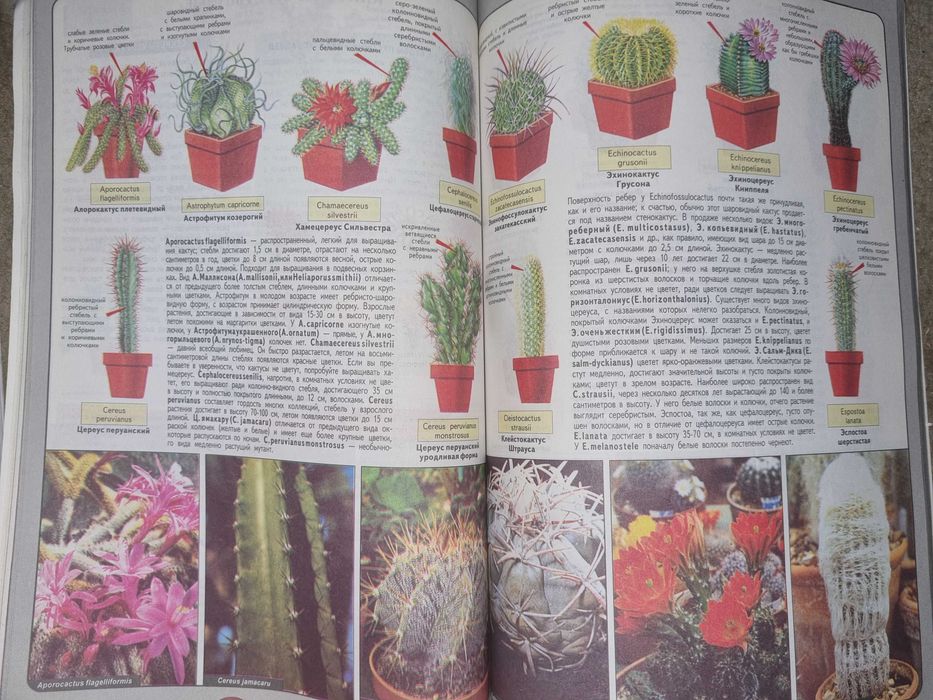 Комнатное цветоводство.  Все о комнатных растениях. Хессайон