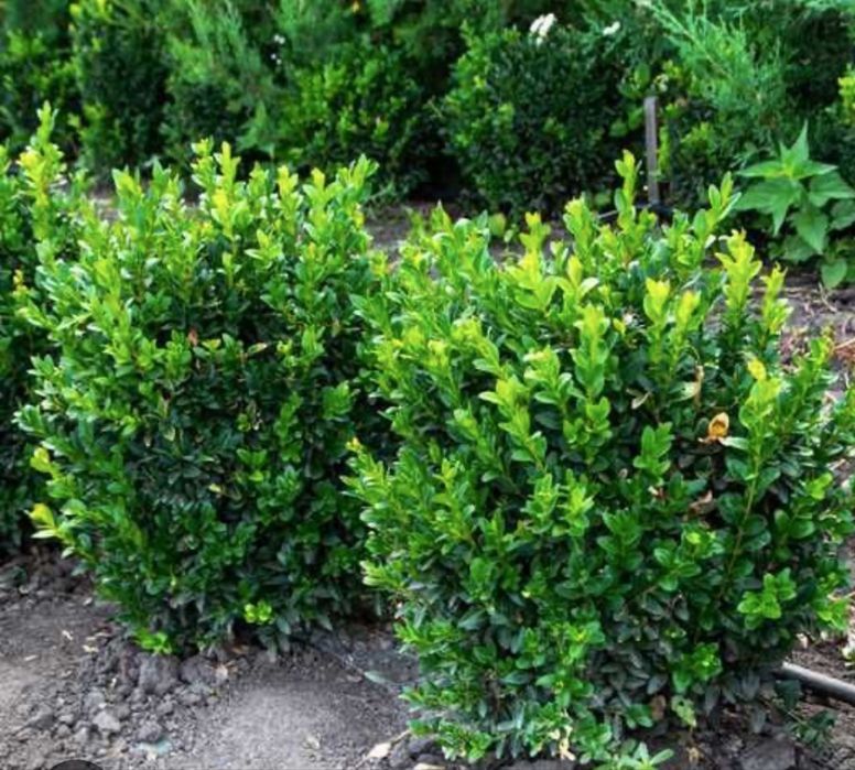 Декоративні саджанці