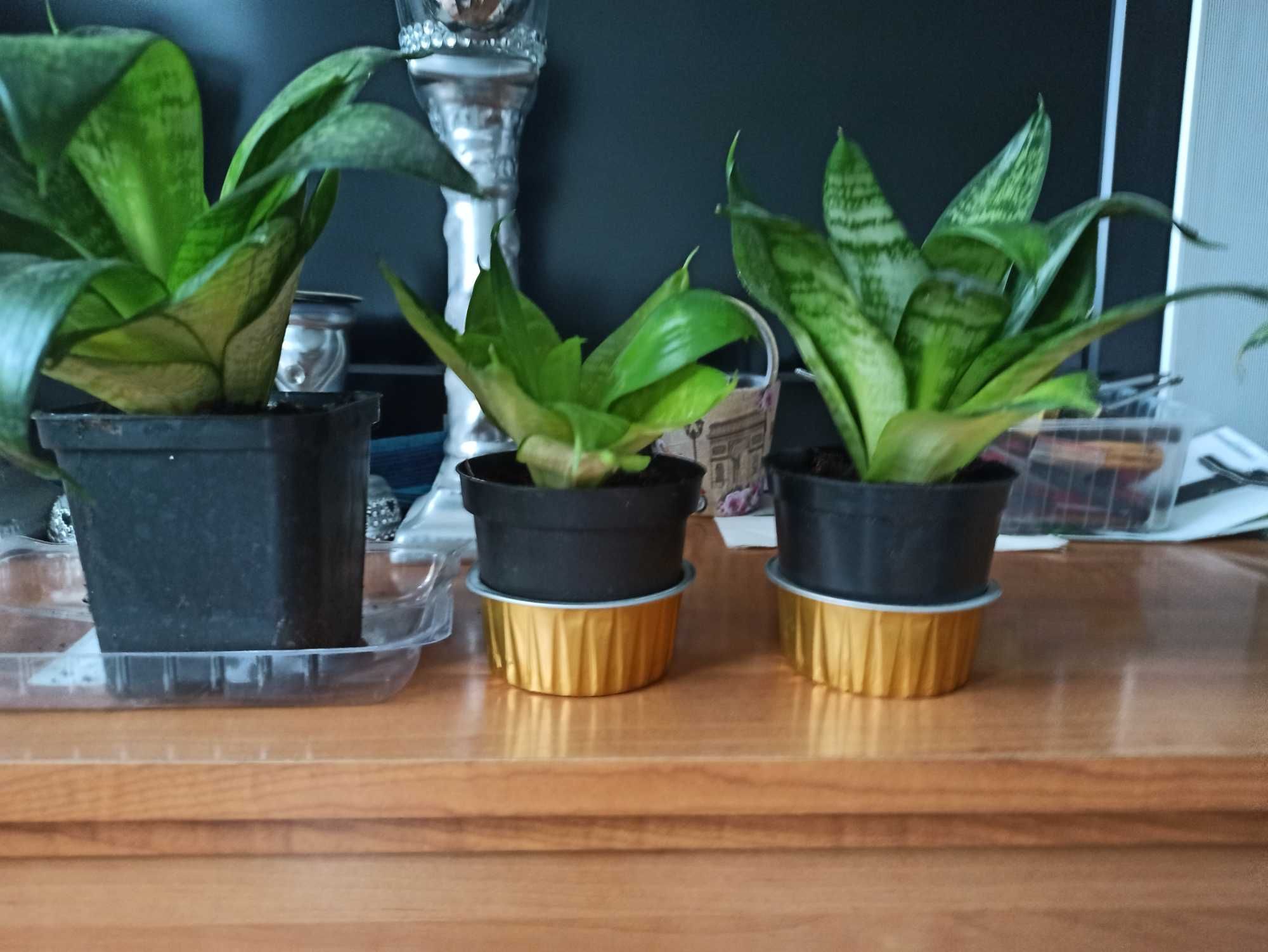 Pilea ,sansewieria, szczawik - kwiaty doniczkowe