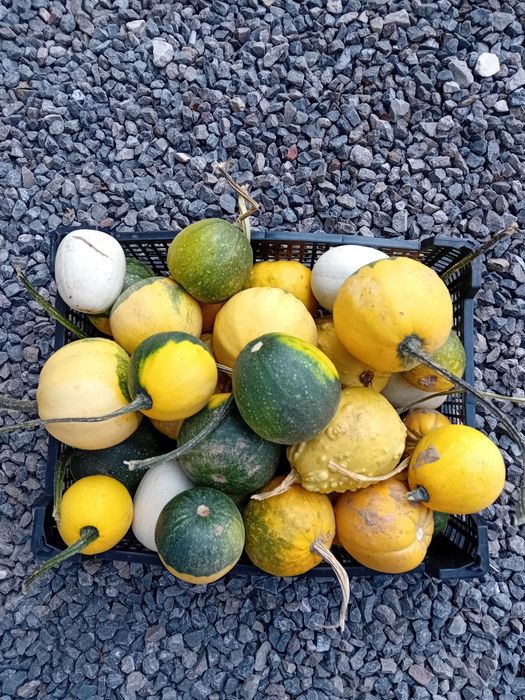 Dynie ozdobne kabaczki dekoracyjne 30 szt Halloween sztuk