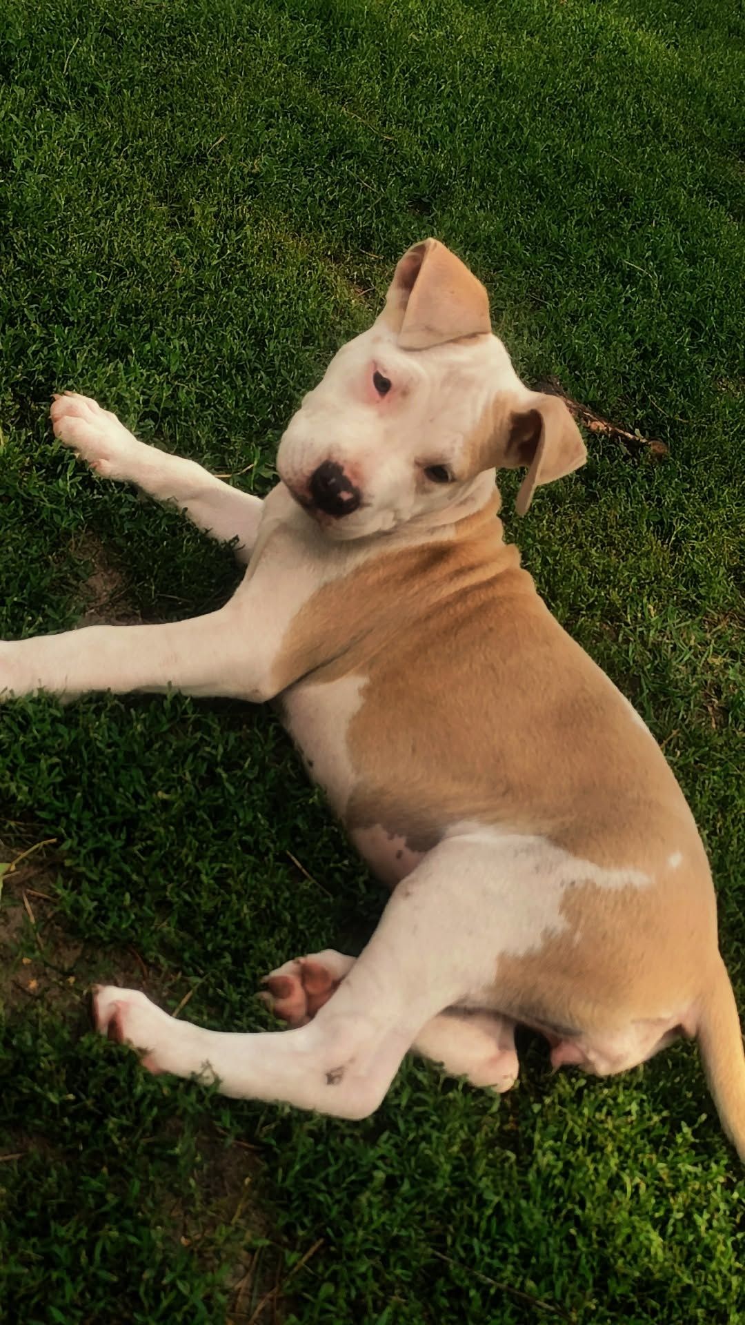 Sunia Amstaff Blondi