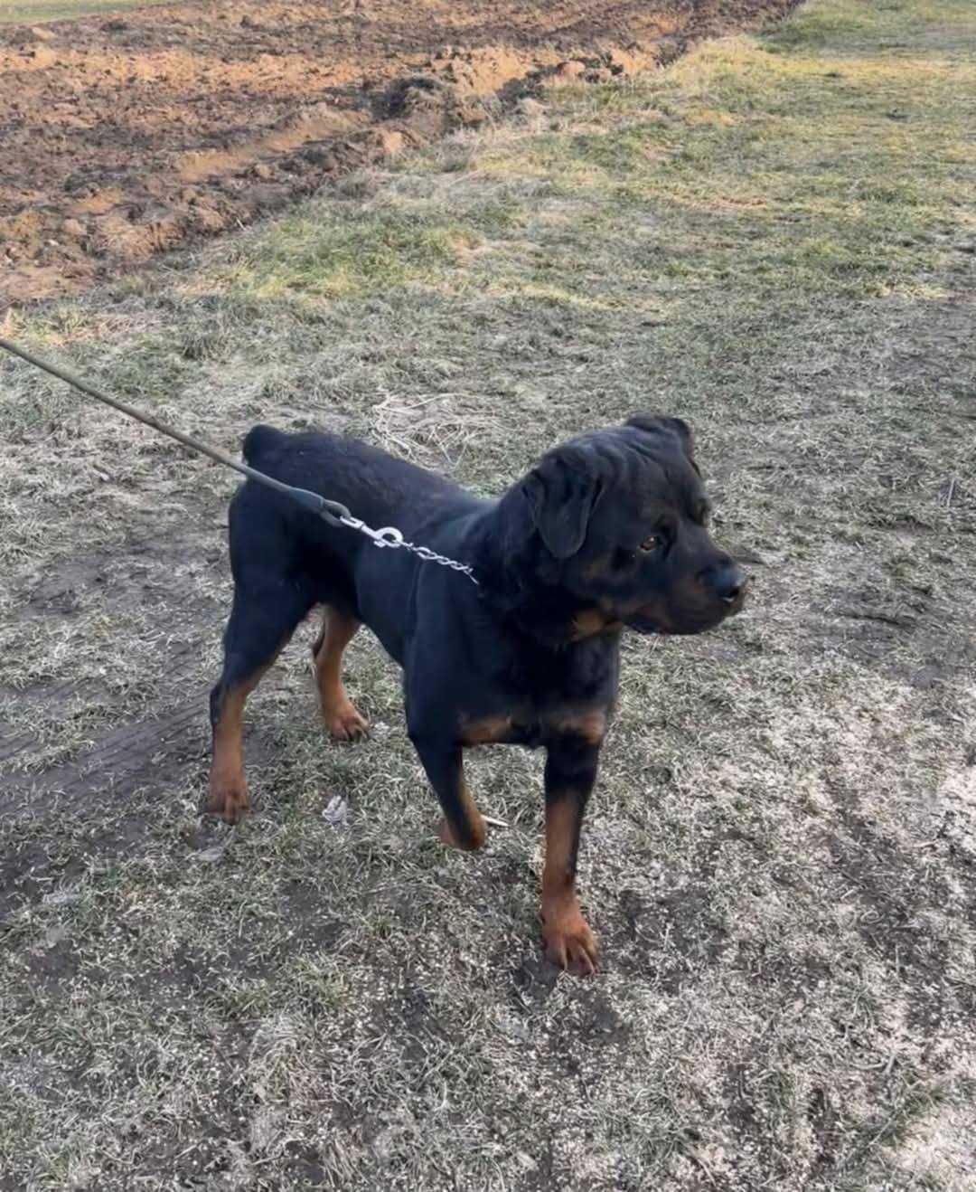 Rottweiler Maciek może być Twoim najlepszym kumplem