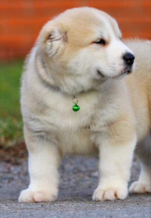 Хлопчики  чабанської  собаки  Кавказу.