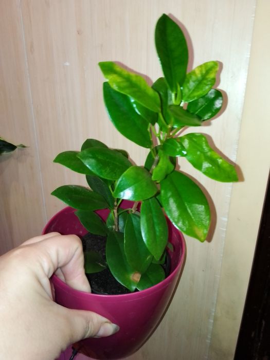 Фікуси Лірата, Мокламе, Бенджаміна, Бененджей