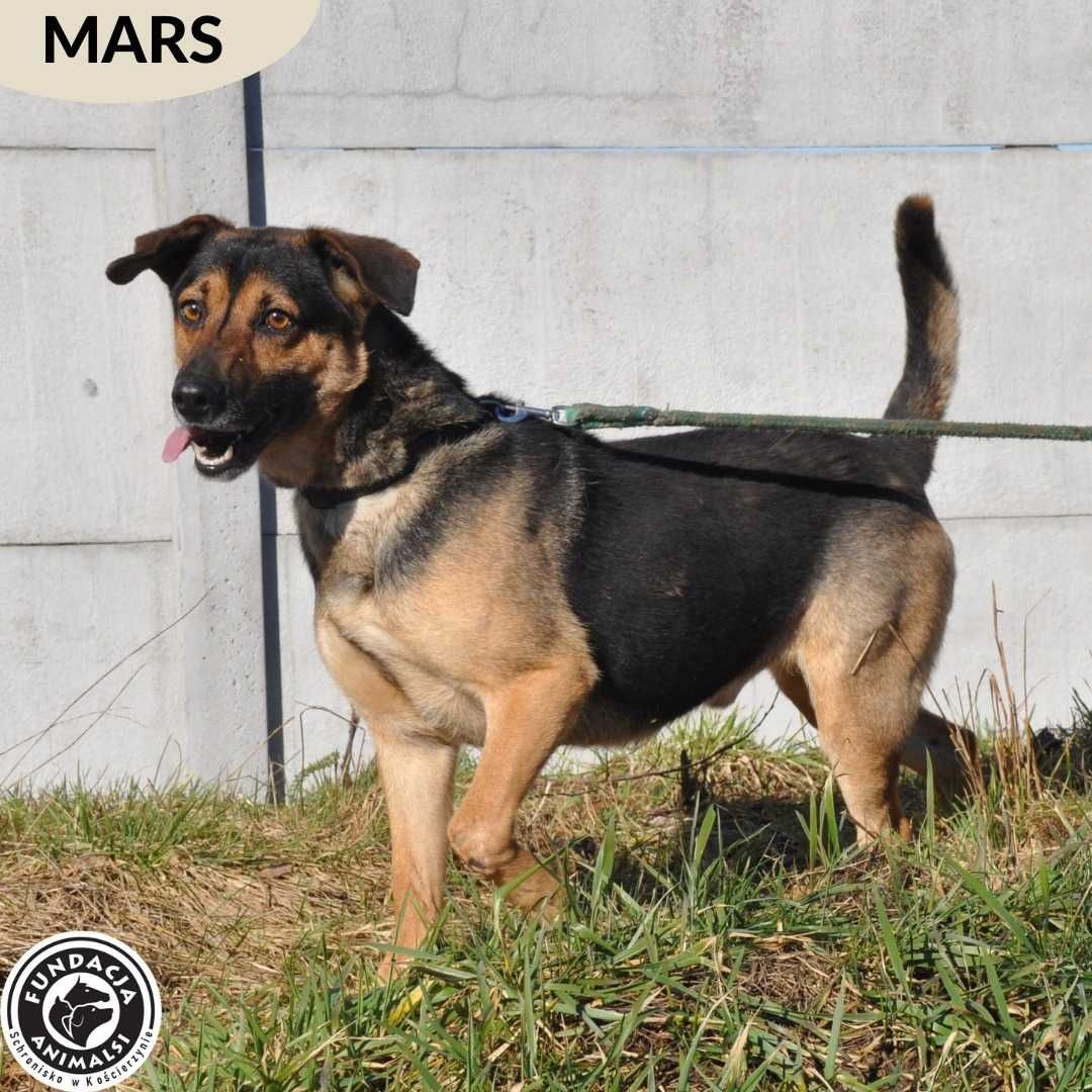 MARS czeka na dobry dom