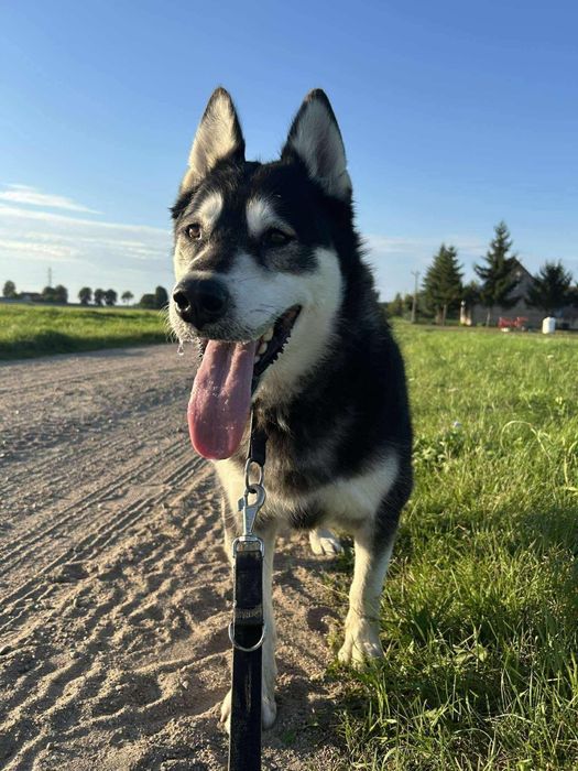 Pies w typie husky do adopcji!