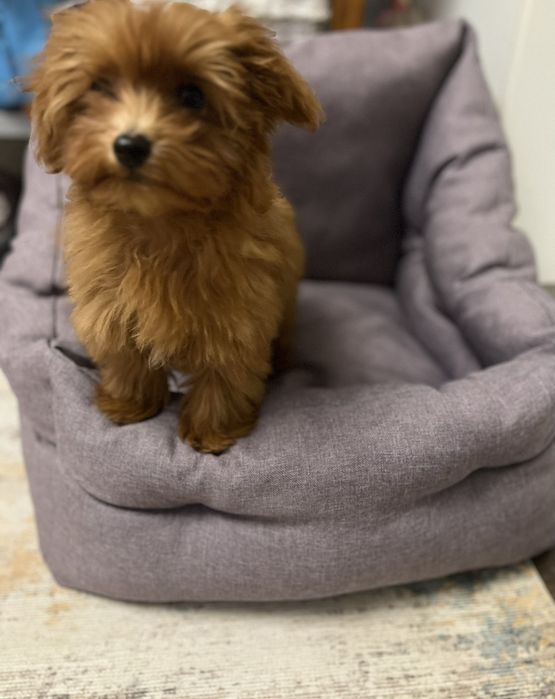 Автогамак - на заднє та переднє сидіння