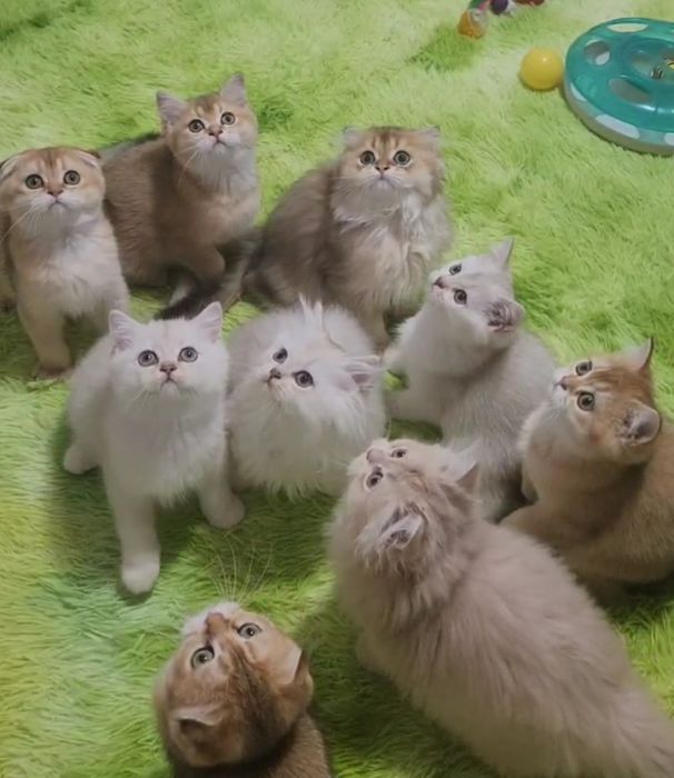 Чарівні шотландці та британці