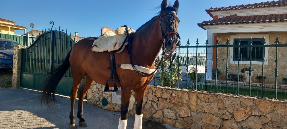 Cavalo castrado  ideal para crianças ou pessoas sem experiência
