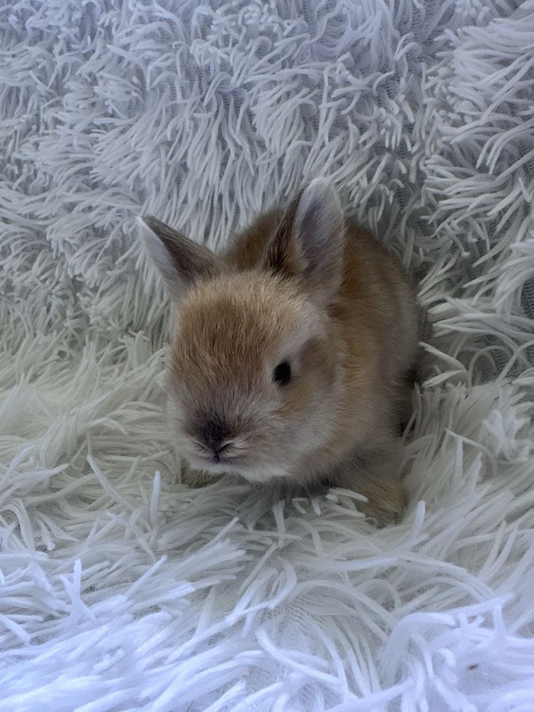 Króliczek Angora Angielska York