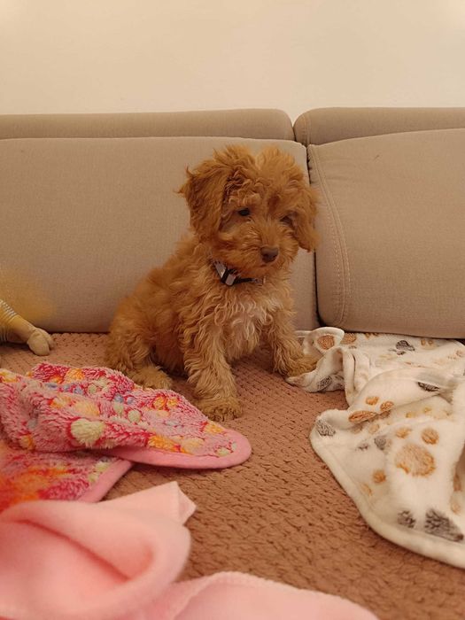 Maltipoo cudne misie :)