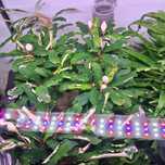 Roślina akwariowa Bucephalandra