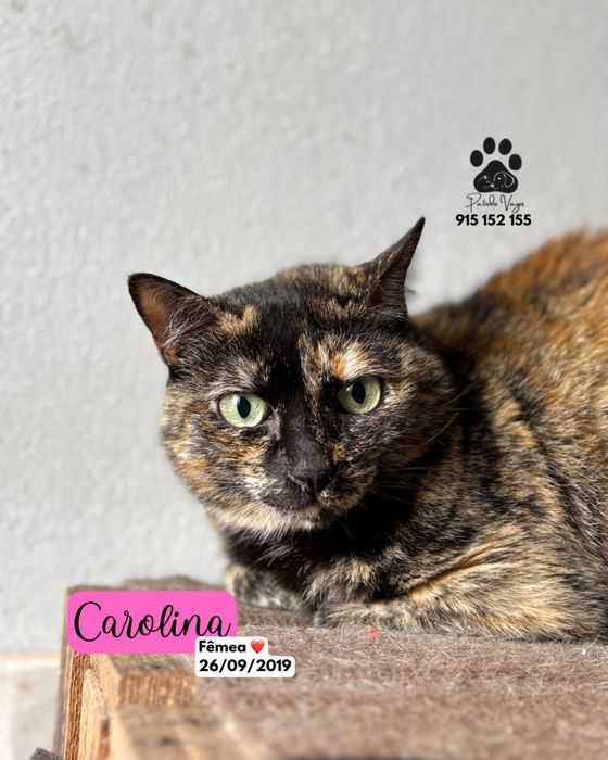 Gata para adocao (carolina)