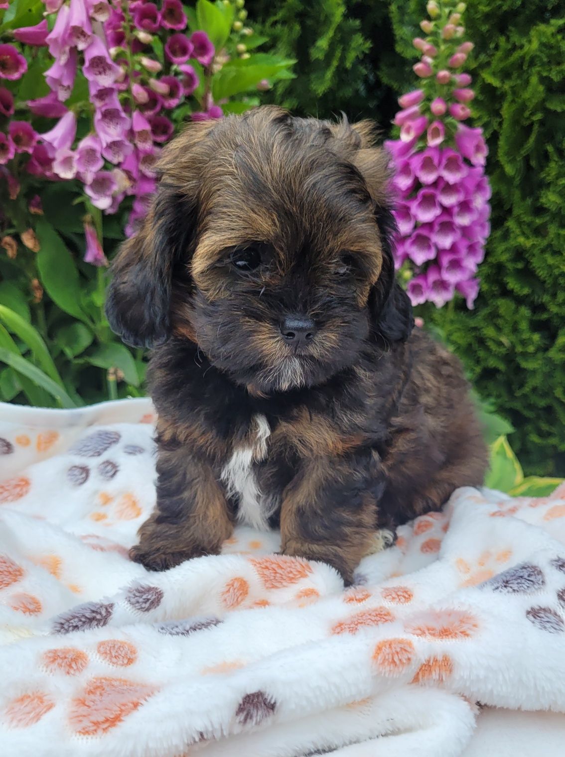 Shihpoo samiec  hybryda shihtzu pudel toy