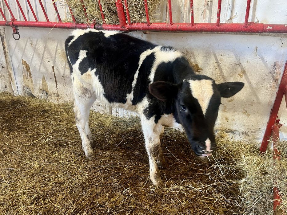 Sprzedam byczka na pasze