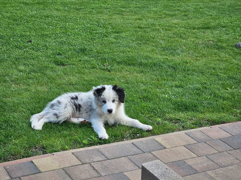Border Collie ZKwP FCI