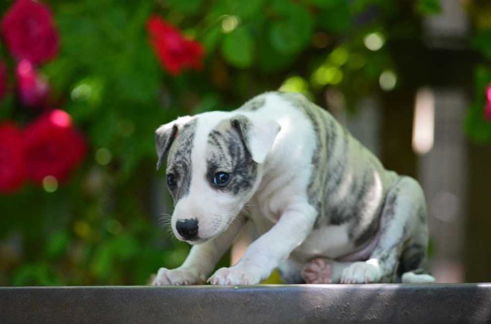 whippet chart angielski piesek hodowla FCI