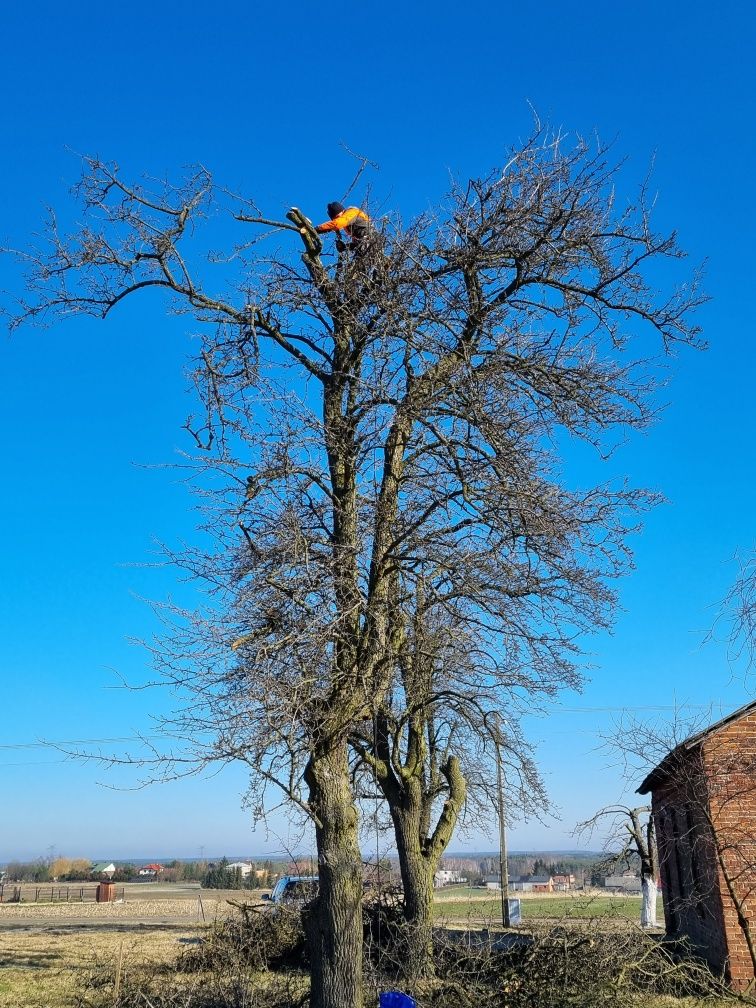Drewno drzewo liściaste kominkowe opałowe Lutomiersk Łódź Pabianie