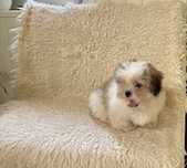Piękna suczka shih tzu